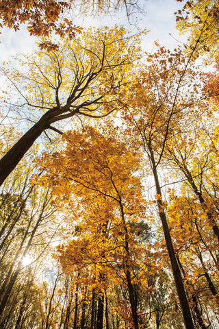 Towering Trees II - Wall Art - By Aledanda- Gallery Art Company