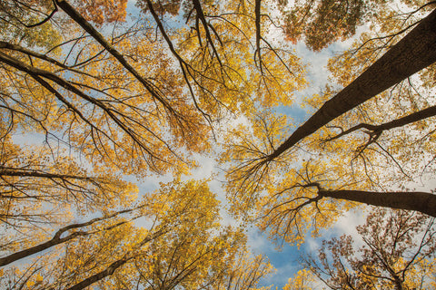 Towering Trees III - Wall Art - By Aledanda- Gallery Art Company