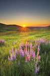 Prairie Sunrise - Wall Art - By Alan Majchrowicz- Gallery Art Company