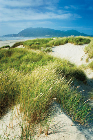 Oregon Dunes Grass - Wall Art - By Alan Majchrowicz- Gallery Art Company