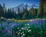 Mount Rainier - Wall Art - By Alan Majchrowicz- Gallery Art Company