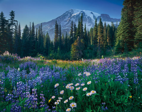 Mount Rainier - Wall Art - By Alan Majchrowicz- Gallery Art Company