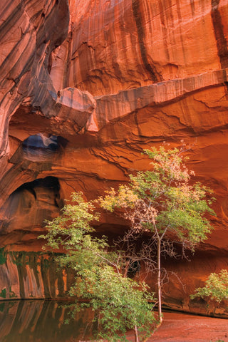 Neon Canyon III - Wall Art - By Alan Majchrowicz- Gallery Art Company