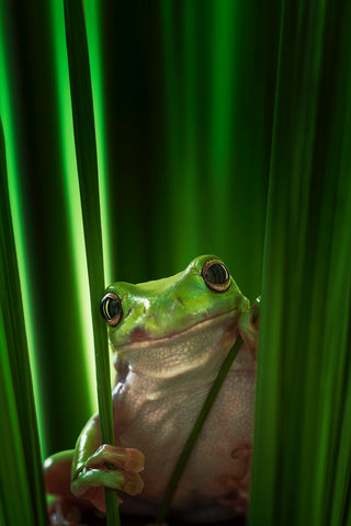 Green Frog - Wall Art - By Ahmad Gafuri- Gallery Art Company