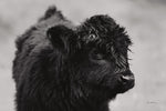 Scottish Highland Cattle XI BW - Wall Art - By Alan Majchrowicz- Gallery Art Company