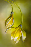 Tulipa - Wall Art - By Mandy Disher- Gallery Art Company