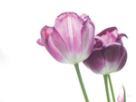 Tulip Time I - Wall Art - By Aledanda- Gallery Art Company