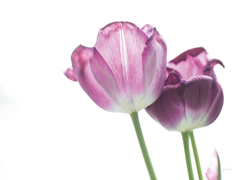 Tulip Time I - Wall Art - By Aledanda- Gallery Art Company