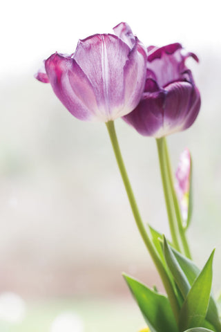 Tulip Time II - Wall Art - By Aledanda- Gallery Art Company