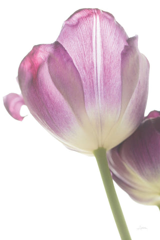 Tulip Time IV - Wall Art - By Aledanda- Gallery Art Company