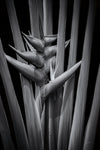 Tropical I - Wall Art - By Aledanda- Gallery Art Company