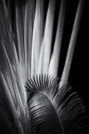 Tropical II - Wall Art - By Aledanda- Gallery Art Company