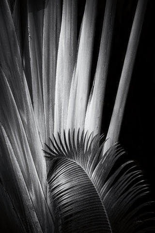 Tropical II - Wall Art - By Aledanda- Gallery Art Company