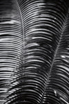 Tropical III - Wall Art - By Aledanda- Gallery Art Company