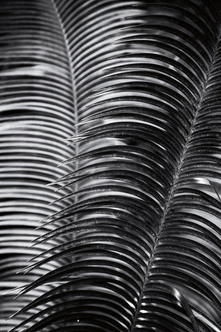 Tropical III - Wall Art - By Aledanda- Gallery Art Company