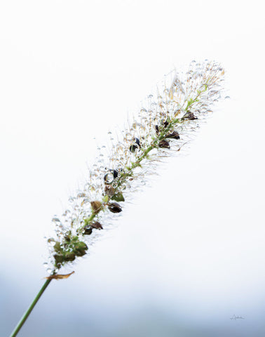 Seeds and Water I - Wall Art - By Aledanda- Gallery Art Company