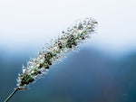 Seeds and Water III - Wall Art - By Aledanda- Gallery Art Company