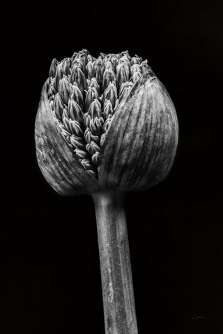 Allium I - Wall Art - By Aledanda- Gallery Art Company