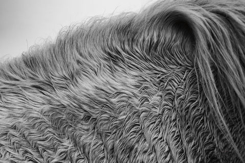 Horse Hair - Wall Art - By Aledanda- Gallery Art Company