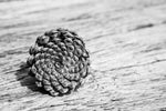 Pinecone - Wall Art - By Aledanda- Gallery Art Company