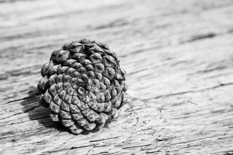 Pinecone - Wall Art - By Aledanda- Gallery Art Company
