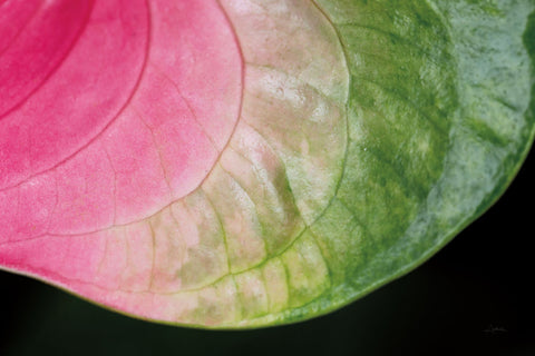 Pink and Green - Wall Art - By Aledanda- Gallery Art Company