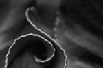 Circling Around - Wall Art - By Aledanda- Gallery Art Company