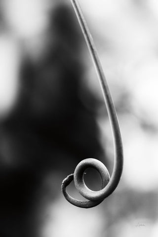 Curly Cue - Wall Art - By Aledanda- Gallery Art Company