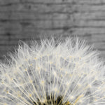Delicate Dandelion - Wall Art - By Aledanda- Gallery Art Company