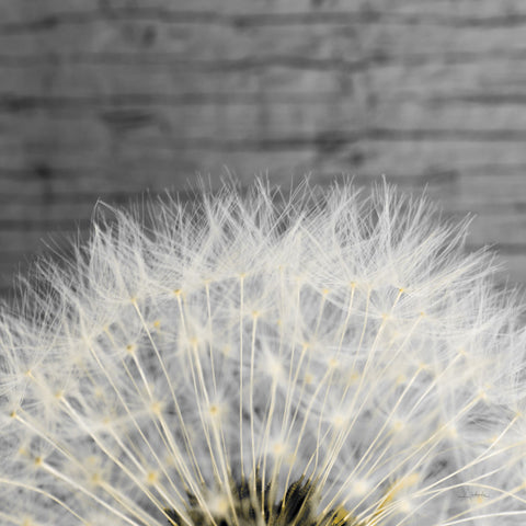 Delicate Dandelion - Wall Art - By Aledanda- Gallery Art Company