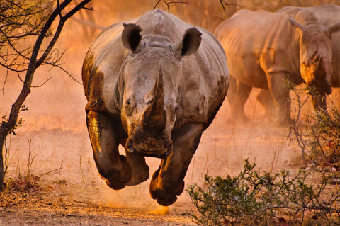 Rhino learning to fly - Wall Art - By Justus Vermaak- Gallery Art Company