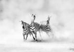 ZEBRAS - Wall Art - By Juan Luis Duran- Gallery Art Company