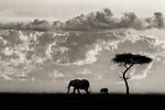 Silhouettes of Mara - Wall Art - By Mario Moreno- Gallery Art Company