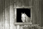 Welcome Mare - Wall Art - By Ed Goldstein- Gallery Art Company