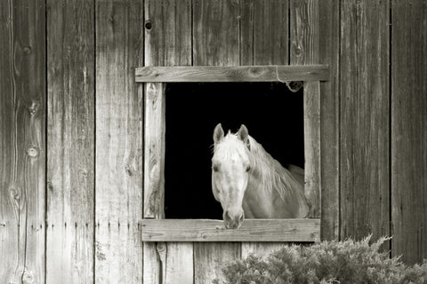 Welcome Mare - Wall Art - By Ed Goldstein- Gallery Art Company
