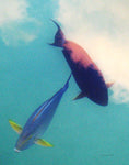 Sea Dreams - Wall Art - By Ed Goldstein- Gallery Art Company