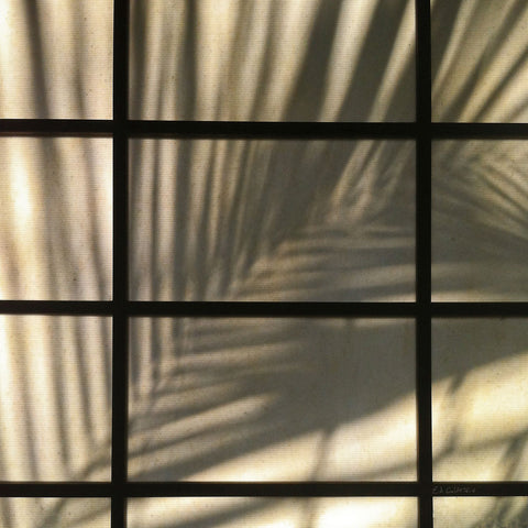 Palm Window - Wall Art - By Ed Goldstein- Gallery Art Company