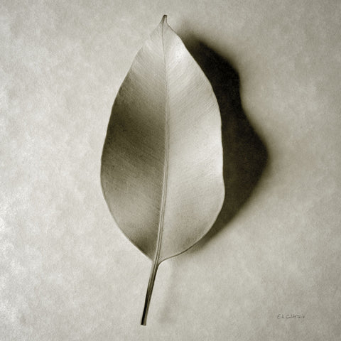 One Leaf - Wall Art - By Ed Goldstein- Gallery Art Company