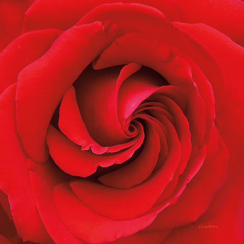 Passion - Wall Art - By Ed Goldstein- Gallery Art Company