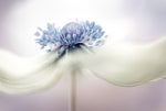 a n e m o n e - Wall Art - By Mandy Disher- Gallery Art Company