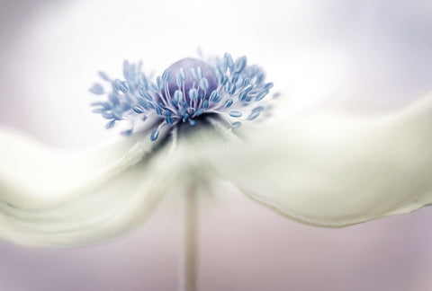 a n e m o n e - Wall Art - By Mandy Disher- Gallery Art Company