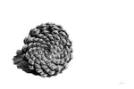 Pinecone on White - Wall Art - By Aledanda- Gallery Art Company
