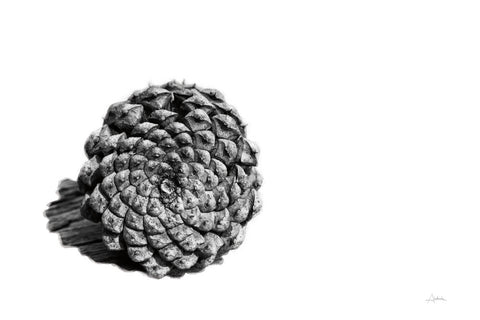 Pinecone on White - Wall Art - By Aledanda- Gallery Art Company