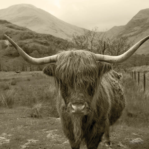 Scottish Highland Cattle III Sepia - Wall Art - By Alan Majchrowicz- Gallery Art Company