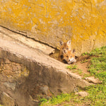 fox Cubs II - Wall Art - By Aledanda- Gallery Art Company