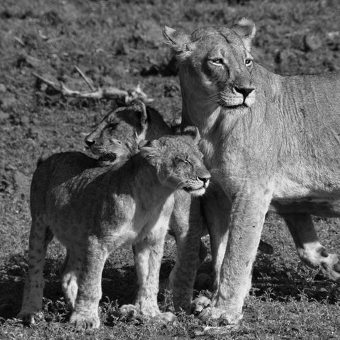 Lioness and Cubs - Wall Art - By Aledanda- Gallery Art Company