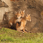 Fox Cubs III - Wall Art - By Aledanda- Gallery Art Company