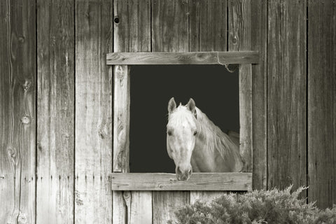 Welcom Mare Light - Wall Art - By Ed Goldstein- Gallery Art Company