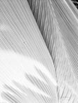 Leaf Abstract I - Wall Art - By Ed Goldstein- Gallery Art Company