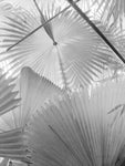 Leaf Abstract II - Wall Art - By Ed Goldstein- Gallery Art Company